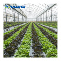 レタス用の水耕栽培温室